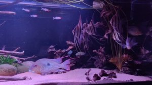 Альтум Ориноко, Геофагус Абалиос. Altum Orinoco ,Geophagus Abalios, 700l tank