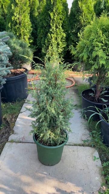 Можжевельник обыкновенный "Арнольд" смотреть онлайн