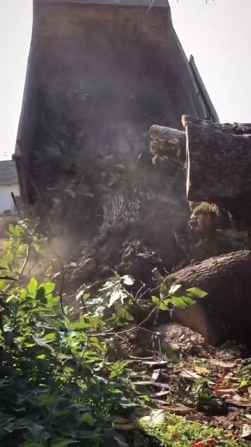 🌳Корень ореха, прибыл на мойку, а затем на распиловку смотреть онлайн