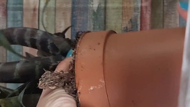 Aplica estos trucos y tu Bromelia Vriesea no se morirá y te dará flores🌸🏵🌺🌼 смотреть онлайн