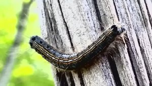 Кольчатый коконопряд на дереве