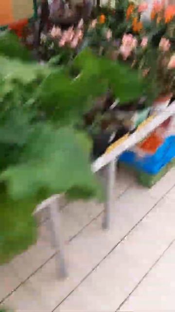 Ашан Самара цветы