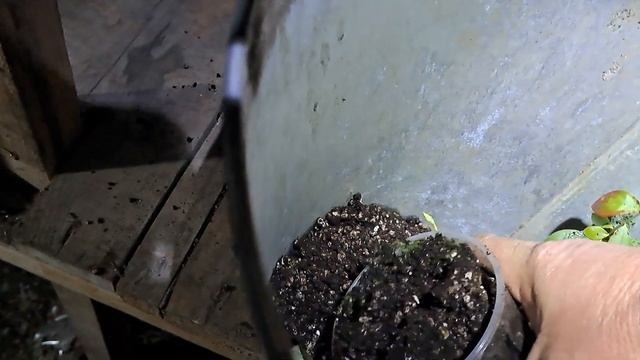 Как быстро размножить голубику. Результат укоренения черенков.