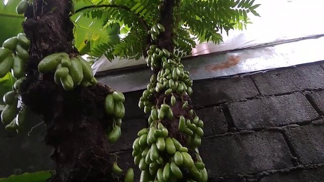 Kamias Tree ( Averrhoa bilimbi ) смотреть онлайн