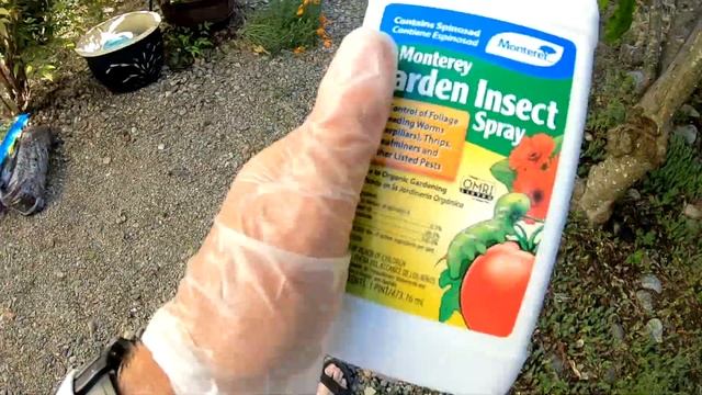 Spinosad vs. the Apple Codling Moth! Who will win? смотреть онлайн