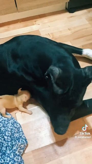 пёсель