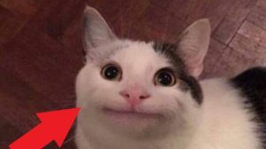 Очень смешные коты.