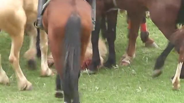 Ст. Казыбек бек, Кокпар Бекболат смотреть онлайн