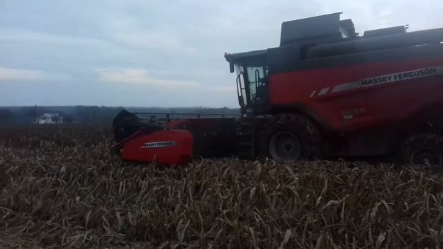 Massey Ferguson Beta 7370 з жаткою PF 7,7м (збір сорго) смотреть онлайн