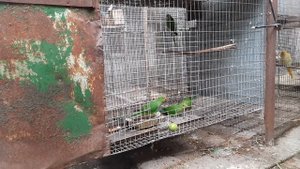 Молодые ожереловые попугаи.