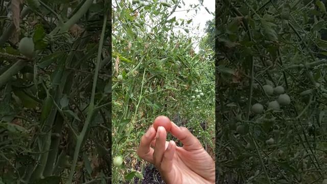 Harvesting 101: Black-Cherry Tomatoes смотреть онлайн