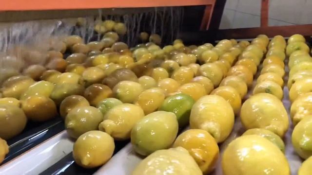 Fruitful ✔️Ideal Fruit👌 Ideal Lemon🍋 Verna смотреть онлайн