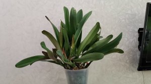 Blc. Chia Lin New City JGP-96