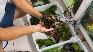 PLANTAS NOVAS! SAMOLUS, TOCAS PLANTADAS, NINFÉIAS, LUDWIGIAS E MUITO MAIS!!!
