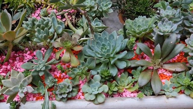 "Tour pelas suculentas mais coloridas e exóticas para decorar sua casa" смотреть онлайн