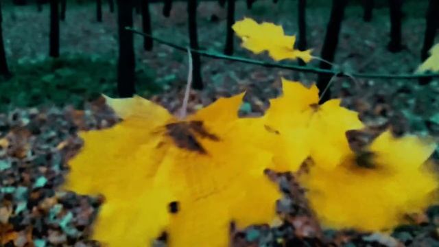 Золото осени! смотреть онлайн