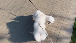 ОДИН ДЕНЬ С ПОМЕРАНСКИМ ШПИЦЕМ/белый шпиц #шпиц