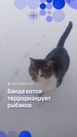 Банда котов терроризирует рыбаков