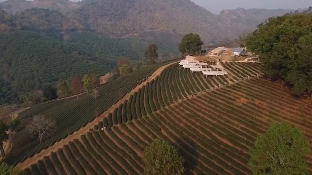 Тай чай смотреть онлайн