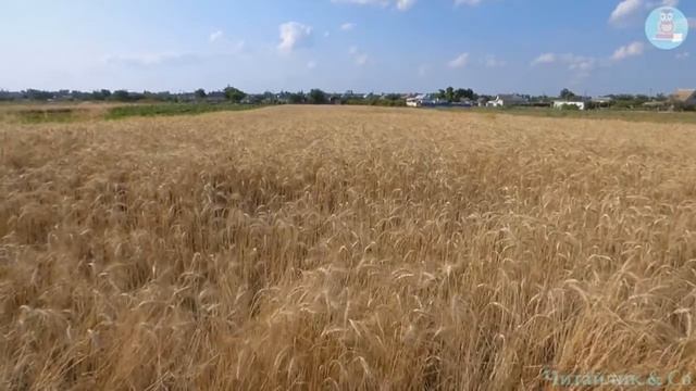 Пісенька житнього віночка - українська народна пісня