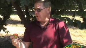 Flavor Supreme Pluot