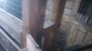 Готовлю крольчиху к окролу/кормлю кроликов морковником/Кроличьи новости!!!