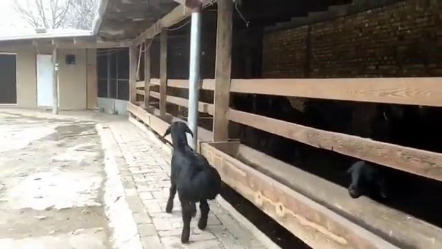 1 айлық 😍ҚОЗЫ БАҒАЛАП ЖЕРІҢІЗДЕР