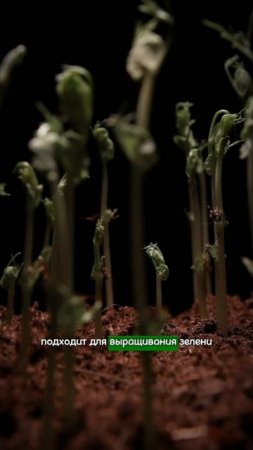 Распаковка фитолампы #рассада #фитолампа #рассадатоматов #урожай #огород