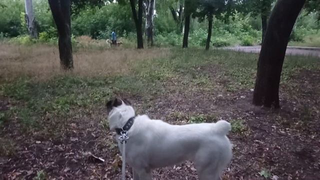 Алабай Инга смотреть онлайн