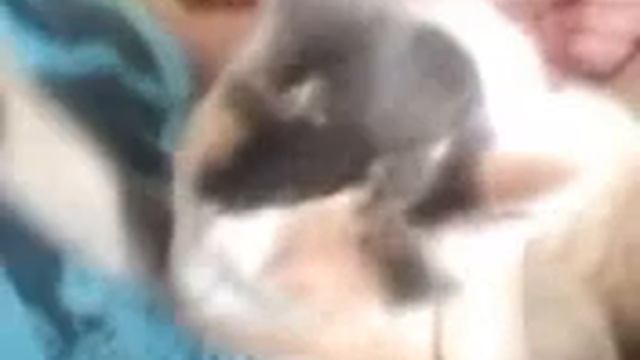 Котёнок смотреть онлайн