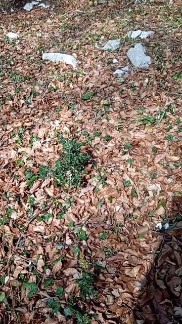 подснежники и шалфей в горах😯😯😯 смотреть онлайн