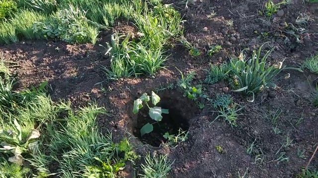 Посадка павловнии часть 4 смотреть онлайн