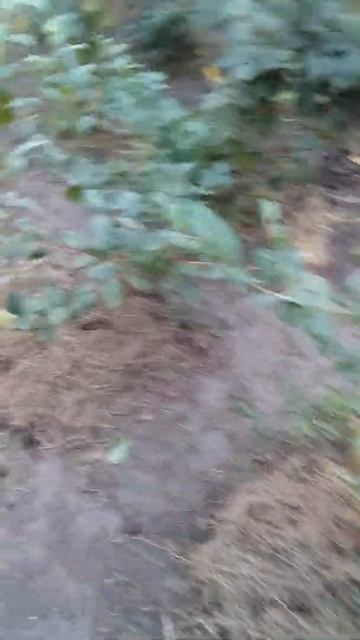 4 летние кусты голубики в Днепре смотреть онлайн