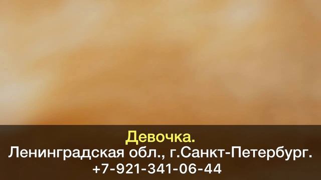 Пропала кошка! Девочка. Ленинградская область, г.Санкт-Петербург. смотреть онлайн