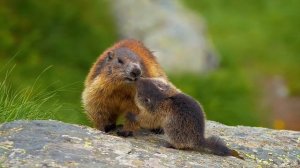 Sony a1 8k |Sony a1 8k video |Sony a1 video test| Wildlife photography |Sony alpha 1 video |