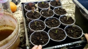 Малина сорт Гусария. Размножение весной.