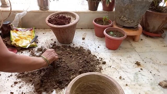 How planting of Dendropanax plant in pot at home. смотреть онлайн