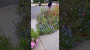 Blue Globe Gilia wildflowers