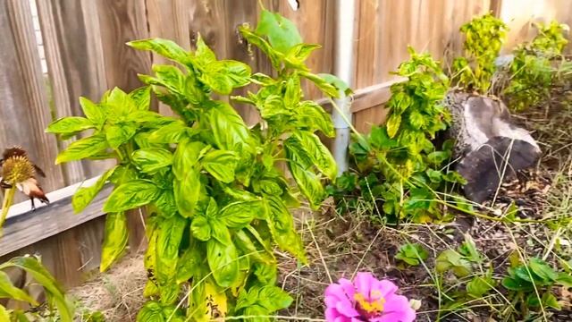 Our Experience With Using And Growing Herbs