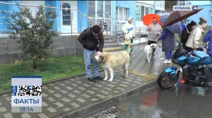 На нападения бездомного пса пожаловались жители ЖК в Сочи