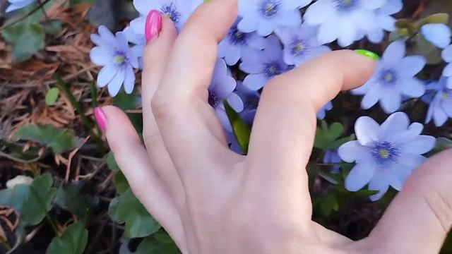 Печеночница Вlue Jewel (Трансильванская)