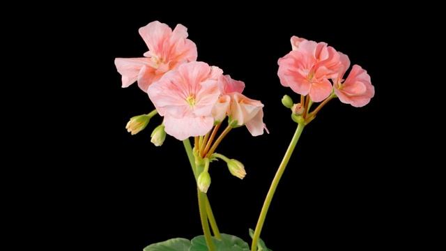 Коллекция красивых цветов. Цветочный таймлапс. Видео 4K UHD. смотреть онлайн