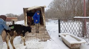Самые спокойные бычки