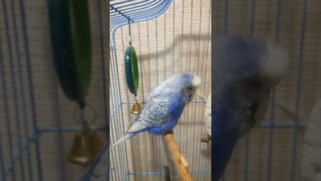 Слива дразнится смотреть онлайн