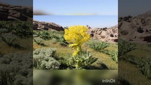 Kavrak Osimligi haqida // Каврак осимлиги хакида