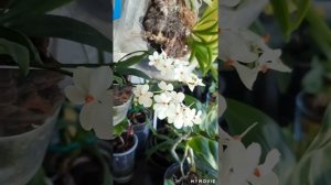 #Aerangis_LuteoAlba_v_Rhodasticta. первое #домашнее_цветение, через 6 месяцев после покупки.....