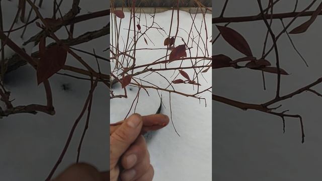 Голубика Беларусь 7.03.23 г. смотреть онлайн