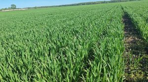 Озимая пшеница "Эмиль", КВС. КФХ " Терра Ностра "