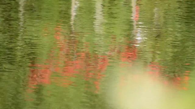 Växthus och Trädgård 2017 del 5 - Azaleor och Rhododendron смотреть онлайн