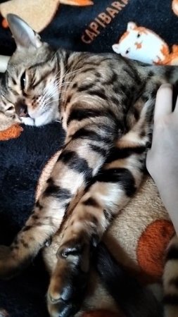 Чешим кота